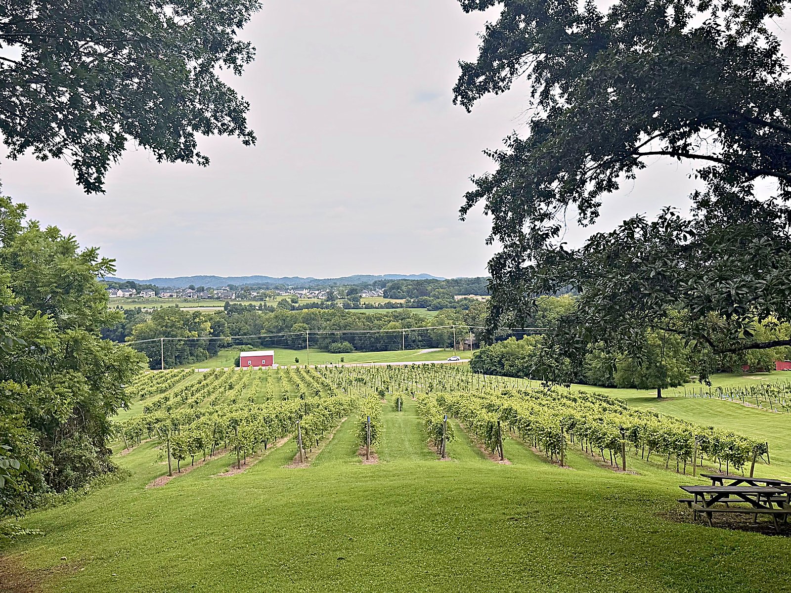 Vineyard overlook at Arrington Vineyards, Williamson County TN — My Nashville Driver