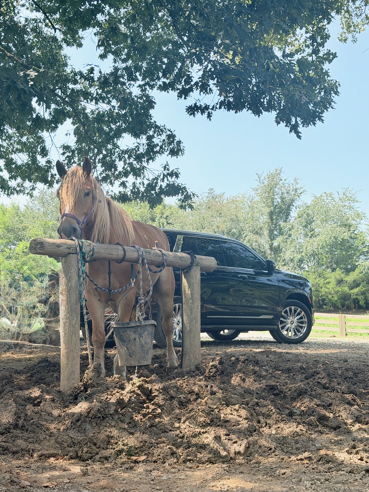 Escalade at the Natchez Trace Stables hitching rail with a draft horse — horse farm day trip from Nashville