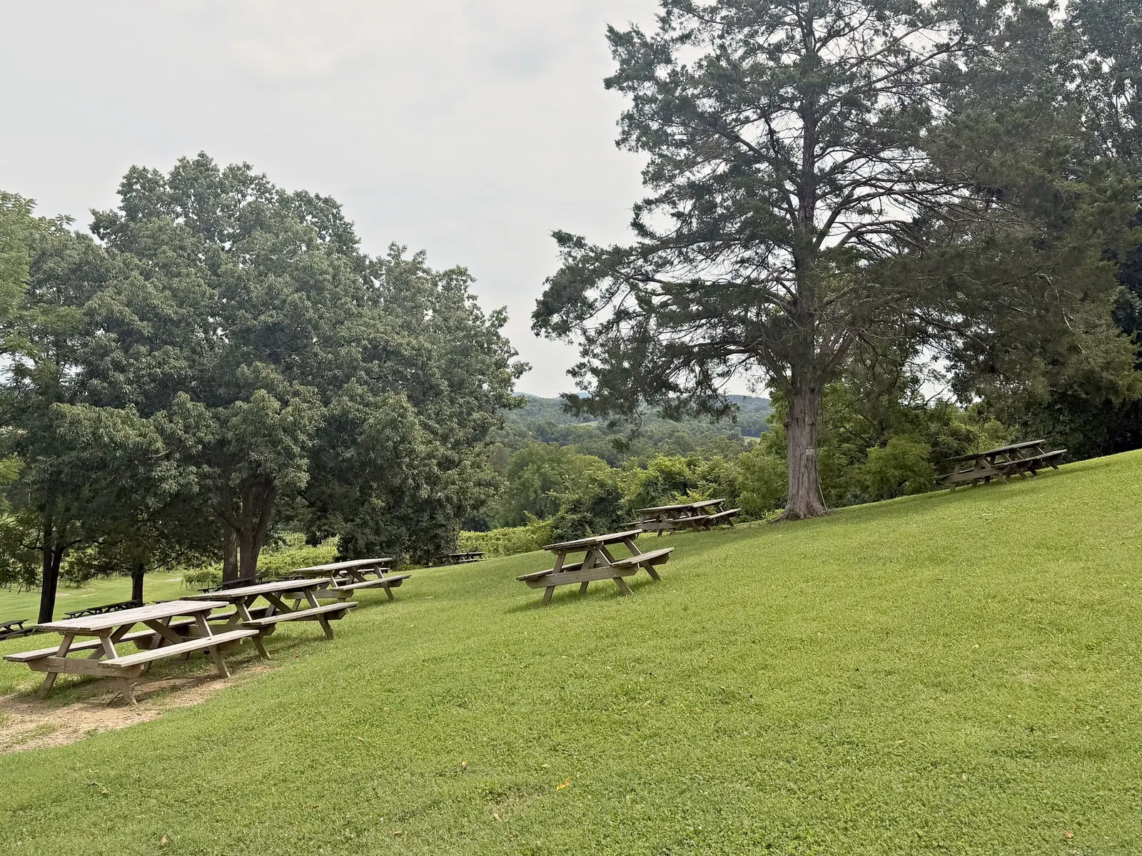 Picnic tables beneath trees on a sloping vineyard lawn