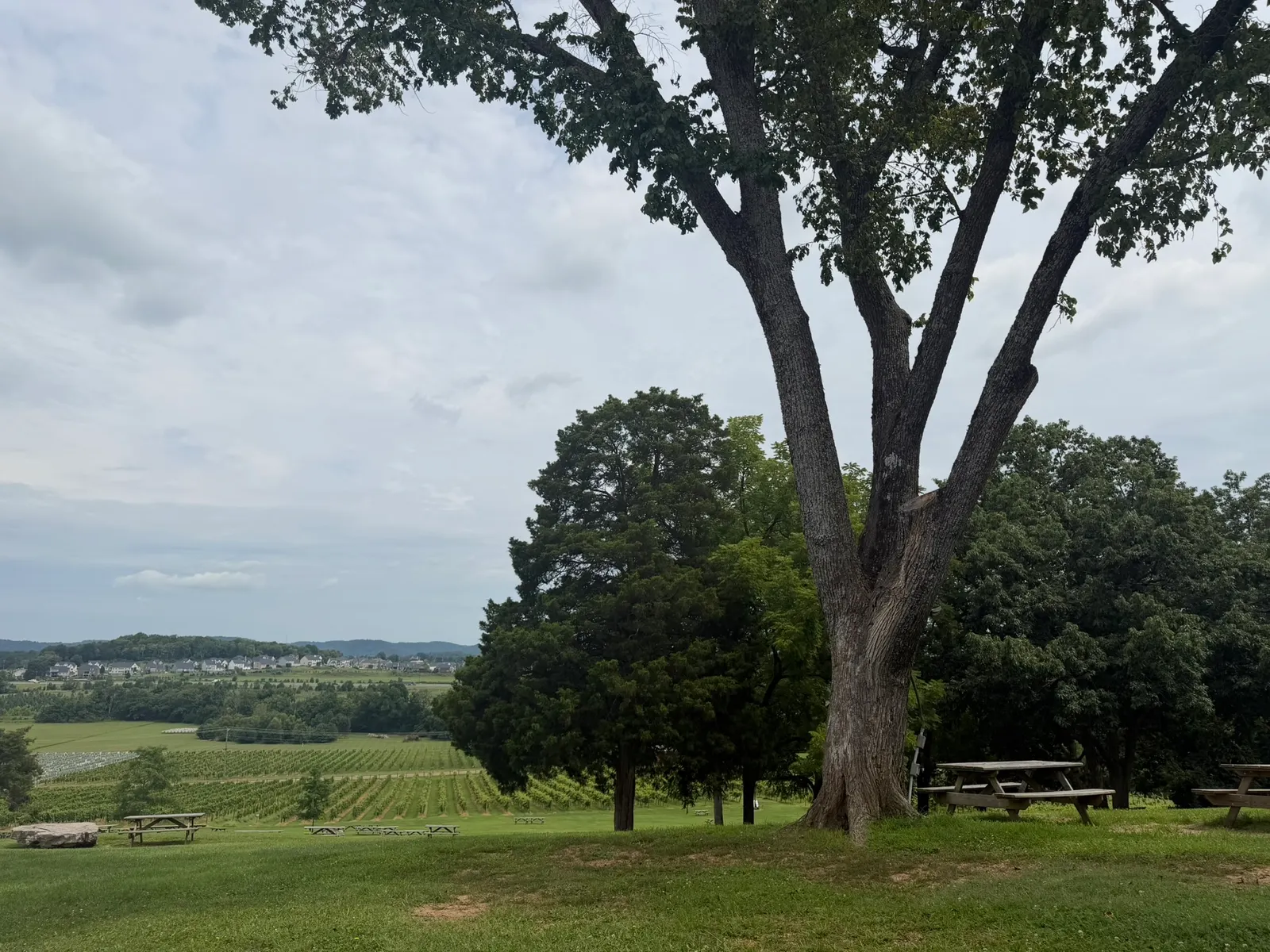Large shade tree above picnic tables and vineyard rows