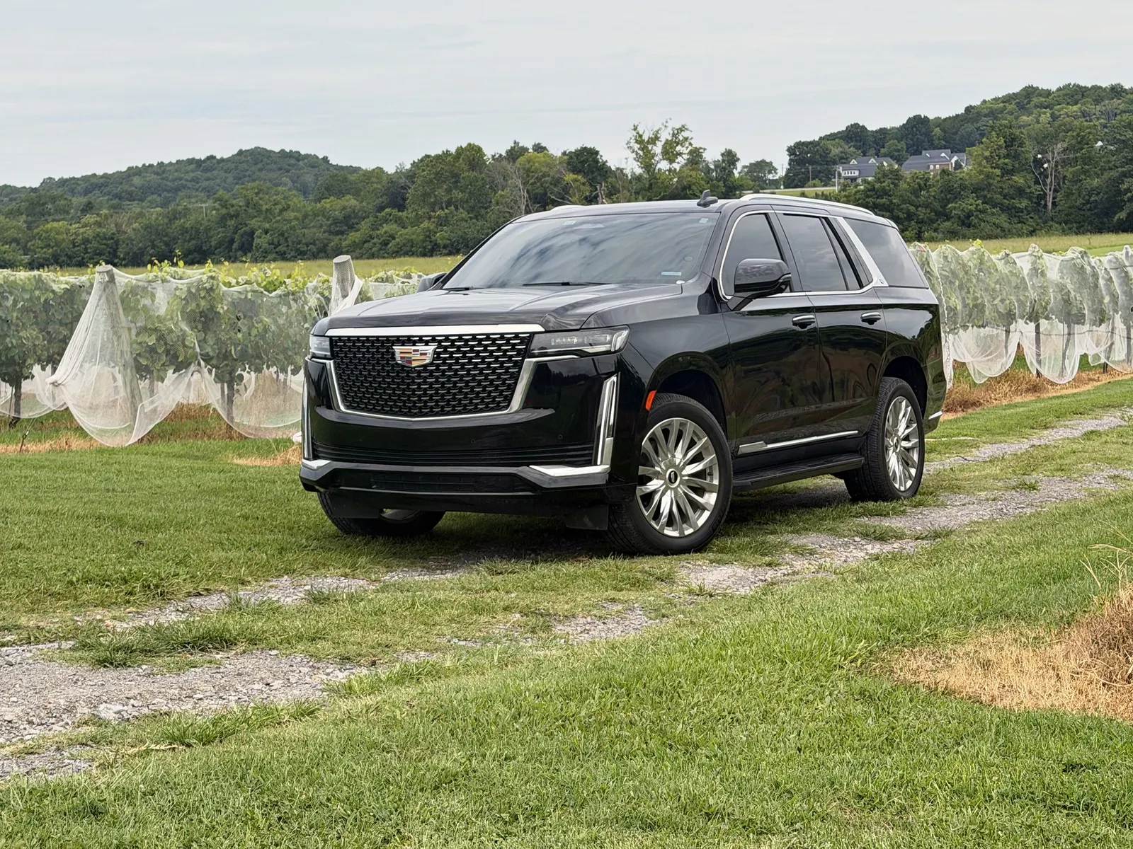 Black SUV beside vineyard rows